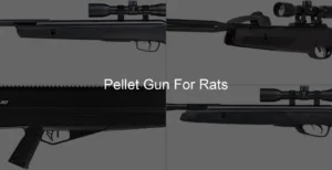 Photo of Pellet Gun For Rats
