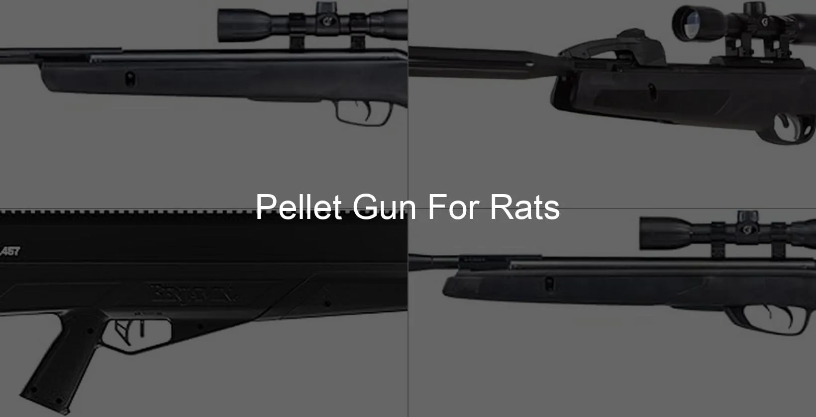 Photo of Pellet Gun For Rats